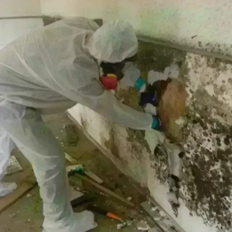 Mold Remediation and Removal in Catahoula, LA